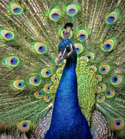 Dancing Peacock�